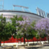 Las Jacarandas protagonistas del color de Sevilla