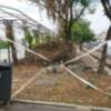 Obras en el Paseo de Delicias que afectan al arbolado existente