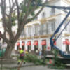 Poda de Ficus en la Magdalena
