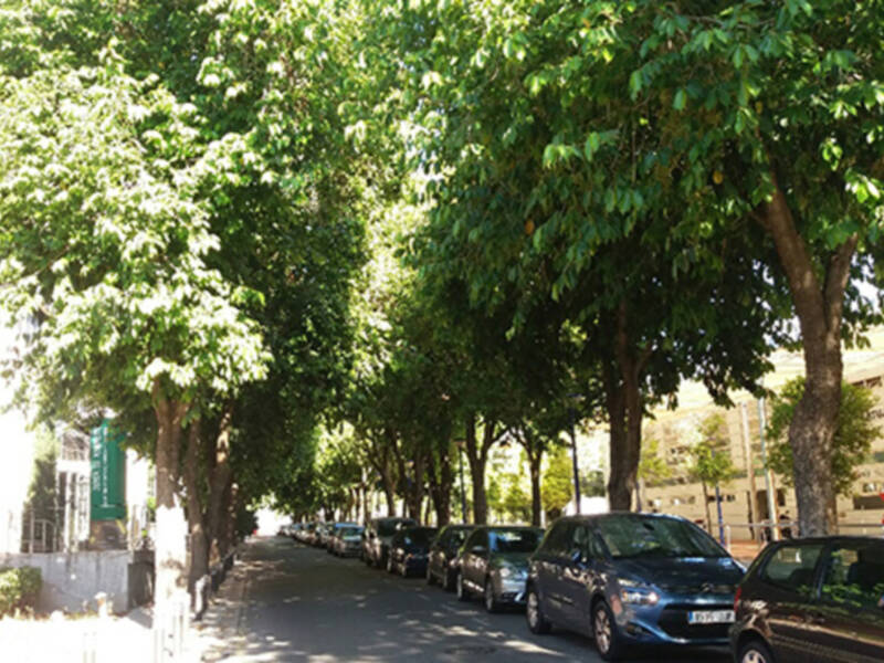 El Cerezo magenta es un árbol de porte medio que forma una densa sombra.