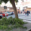 El arbolado y la seguridad de los escolares