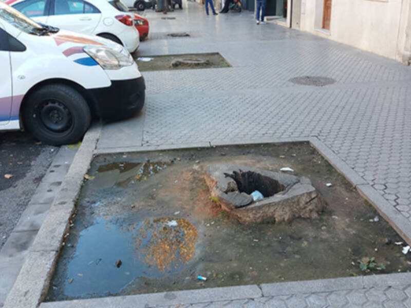 Urge la reposición de árboles y palmeras en la ciudad.