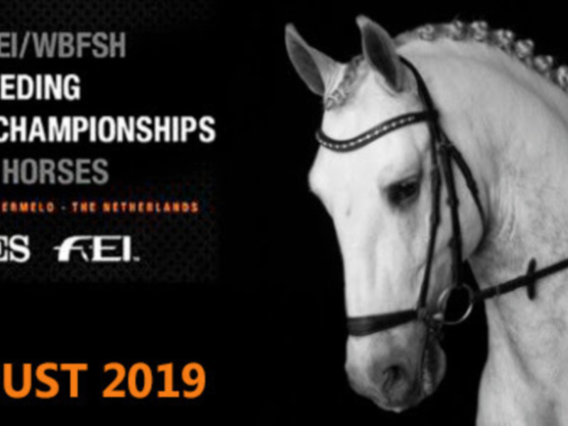 Condiciones de selección de sementales para el concurso CDI1* de Ermelo 2019