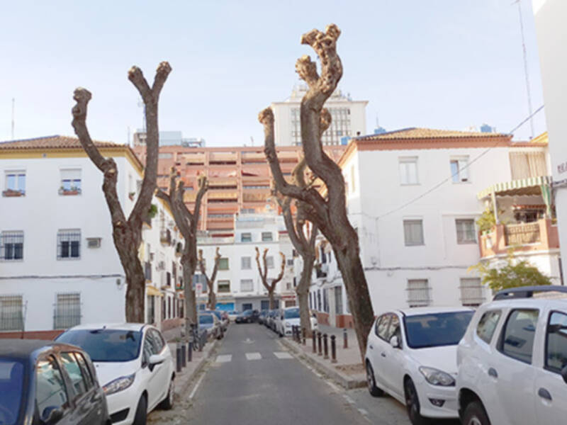 Las podas totales destrozan los árboles y pueden provocar caída de ramas.