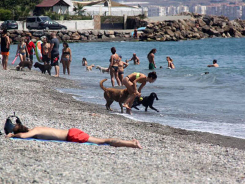 “La playa canina de Torre del Mar, pionera en aspirar a la Q de calidad.”