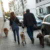 Mascotas caninas y excrementos.