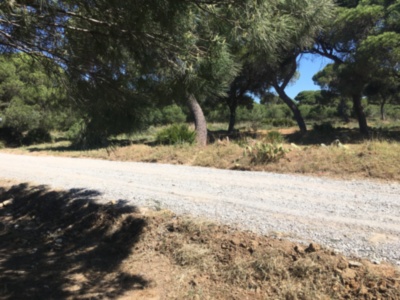 Ruta de tierra en un entorno natural con árboles y vegetación.