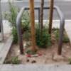 Los excrementos de perros en acerados y el abandono de alcorques sin árboles, una urgencia pendiente de resolver en Los Remedios.
