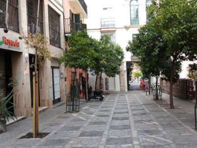 Plantación y mantenimiento del arbolado en la ciudad.
