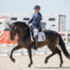 Celebrada la XVI Final de las Pruebas de Selección de Caballos Jóvenes de Doma Clásica con una participación de 67 ejemplares