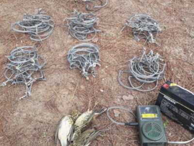 Retirados 62 cepos(costillas) y un reclamo para la captura ilegal de aves en la zona de Camarón hacia el Pinos de las Veredas