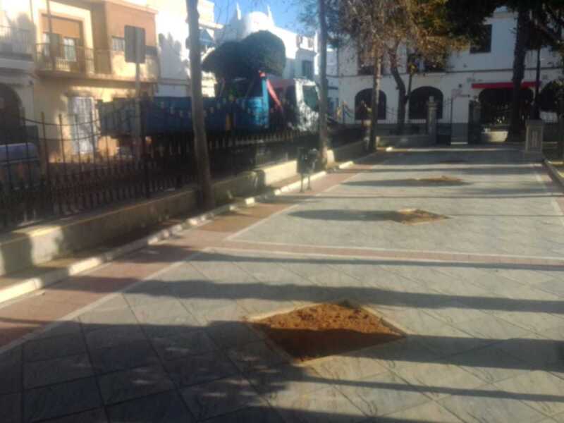 Retirados nueve olivos de la plaza de Andalucía que serán replantados en otros lugares de la población