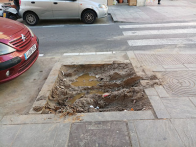 Sevilla necesita una mejora de mantenimiento y cuidado de los alcorques.