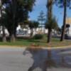 La Delegación de Parques y Jardines desarrolla un plan de puesta a punto de Chipiona para los próximos meses