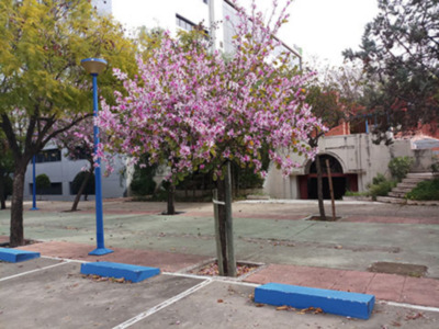 Árbol en floración con flores rosadas, cerca de un poste azul y una estructura blanca en el fondo.
