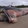 El CANS confirma que la ballena aparecida hoy en Chipiona es un  rorcual común