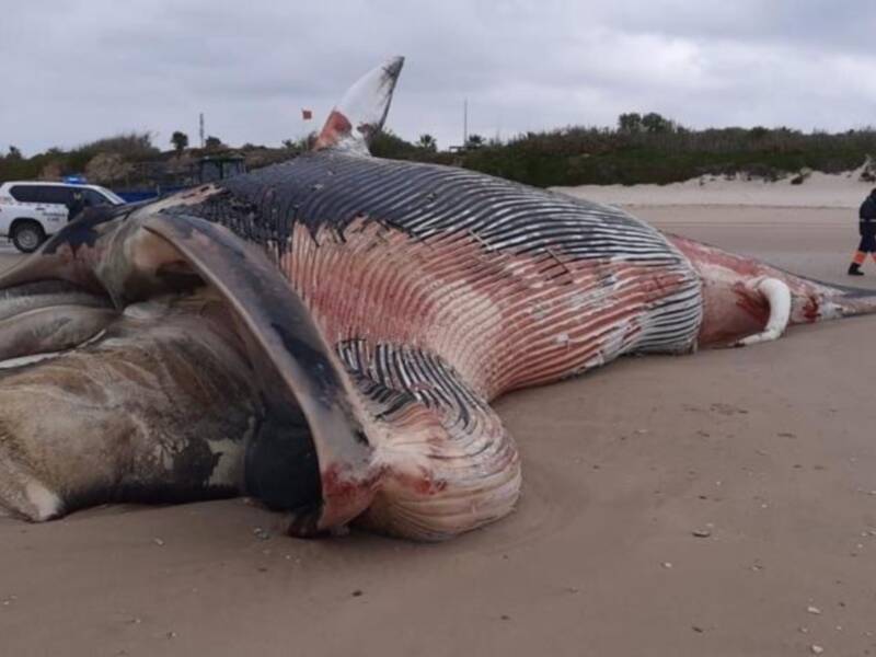 El CANS confirma que la ballena aparecida hoy en Chipiona es un rorcual común