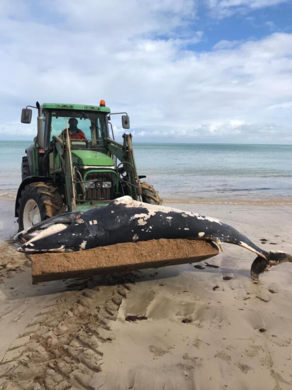 El esqueleto de la ballena retirada esta mañana de la Cruz del Mar podría exponerse en un futuro en el Centro El Camaleón