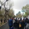 Los plátanos de sombra, alergias y enfermedades.