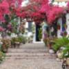 La fiesta de los patios de Córdoba 2020 se aplaza.