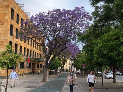 Calle con árboles de Jacaranda en flor, edificio amarillo y personas caminando.
