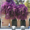 La Bouganvilla, una explosión de color.