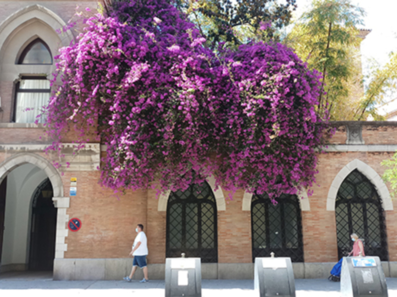 La Bouganvilla, una explosión de color.