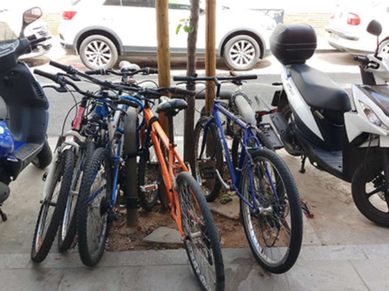 Los árboles de Sevilla, sufren la presión de los conductores de bicicletas.