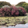 El estanque del parque de los Príncipes un problema de higiene y de salubridad para los visitantes y vecinos del parque.