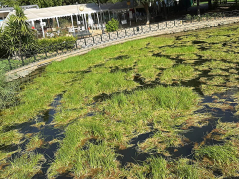 “Impresentable el estanque y el parque de Los Príncipes de Sevilla”.