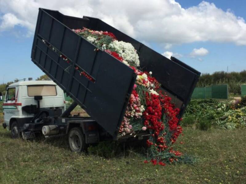Los agricultores y empresas de flor cortada y planta ornamental de Chipiona ya pueden solicitar las ayudas de la Junta por el covid-19