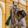 La Real Escuela Andaluza del Arte Ecuestre galardonada en la X edición de los Premios AFA 2020