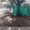 La mejora del suelo donde hay plantados árboles ejemplares y centenarios.