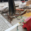 Daños en el arbolado de Marqués de Paradas provocados por obras menores.