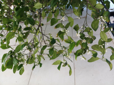 La Semana Santa legará en medio  una explosión de azahar en las calles de Sevilla.