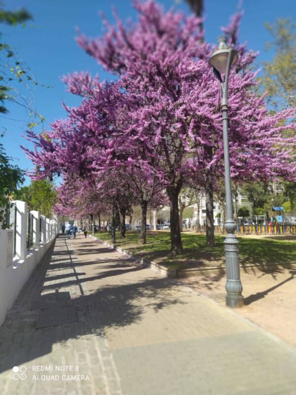 El árbol del amor, da la bienvenida a la primavera.