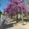  El árbol del amor, da la bienvenida a la primavera.