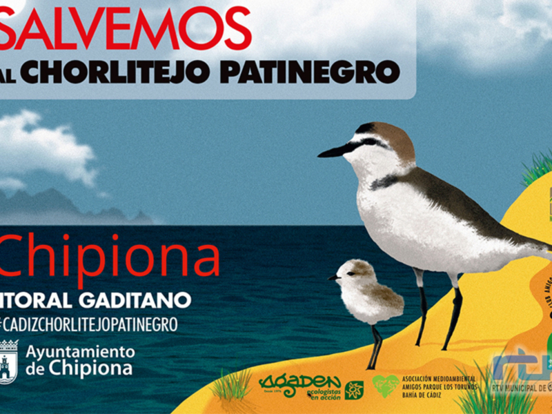 El grupo CANS participa en una campaña provincial para la recuperación del Chorlitejo Patinegro