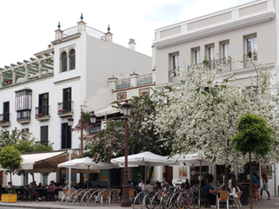 La Bauhinia florece en las calles de Sevilla