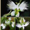La Peristeria, la flor del Espíritu Santo.