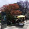 Jacaranda y Lagerstroemia en plaza de Cuba.