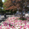 Flores de temporada