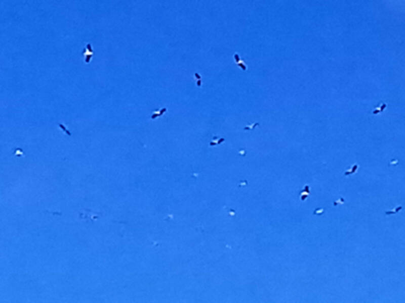 Llega a Sevilla la “Primavera Biológica”.
