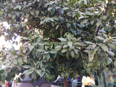 Aparecen los primeros botones de la flor de azahar en los naranjos de las calles de Sevilla.