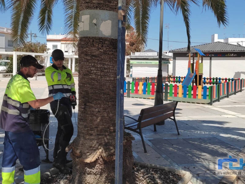 Las palmeras afectadas situadas en zonas públicas de Chipiona tratadas contra la plaga del picudo rojo