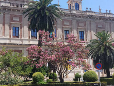 Florece en Sevilla el árbol de Júpiter.