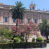 Florece en Sevilla el árbol de Júpiter.