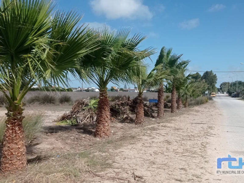 Tano Guzmán informa del inicio de la limpieza de las palmeras del acceso a la playa de Las Tres Piedras