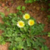 Parques y Jardines explica que la protección del Taraxacum Gaditanum impide cortar el césped en cinco zonas públicas ajardinadas de Chipiona