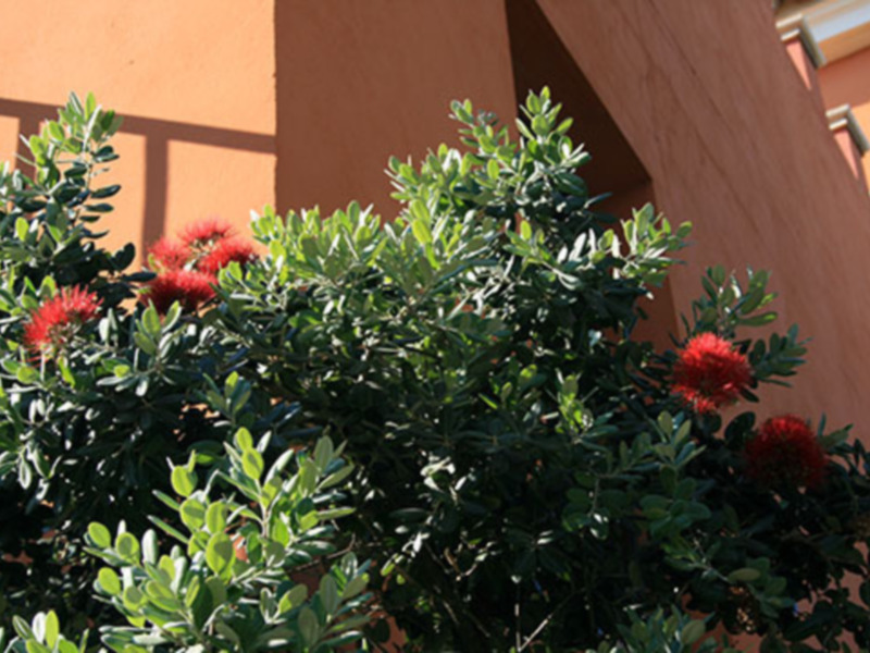 La planta "Sangre de Cristo" una bella flor para la Semana Santa.